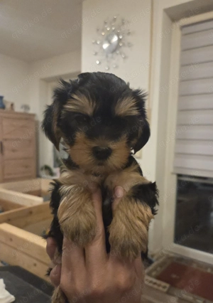 Drei süße Yorkshire Terrier Welpen Rüden  Bild 5