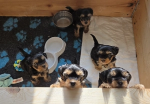 Drei süße Yorkshire Terrier Welpen Rüden  Bild 6