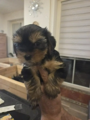Drei süße Yorkshire Terrier Welpen Rüden  Bild 4