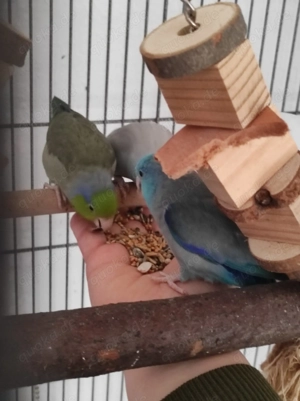 4x Sperlingspapageien mit Käfig 