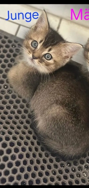 Bkh reinrassig babykitten 