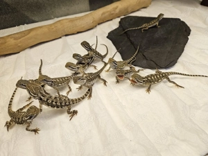 Zwergbartagamen Pogona henrylawsoni  wieder eingetroffen NZ 2025 