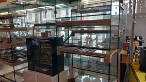 Verschiedene Königspythons zum Abgeben  Python regius ab 100,-  Euro   Bild 11