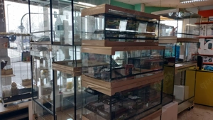 Verschiedene Königspythons zum Abgeben Python regius ab 100,-  Euro  Bild 5