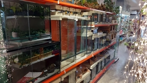 Verschiedene Königspythons zum Abgeben Python regius ab 100,-  Euro  Bild 6