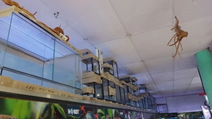 Verschiedene Königspythons zum Abgeben Python regius ab 100,-  Euro  Bild 8