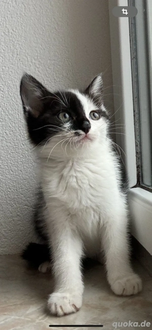 6 Racker Kätzchen FESTPREIS