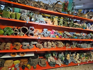 Verschiedene Königspythons zum Abgeben Python regius ab 100,-  Euro  Bild 7