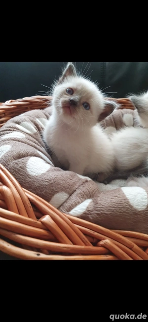 Wunderschöne Siamkitten suchen liebevolle Familien