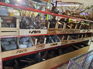 Verschiedene Königspythons zum Abgeben Python regius ab 100,-  Euro  Bild 9