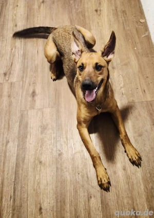 junge Mali-Dobi-Ro mix Hündin