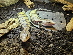 Blauzungenskinke  Tiliqua scincoides evanescence wieder da 