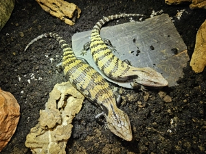 Blauzungenskinke  Tiliqua scincoides evanescence wieder da  Bild 2