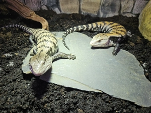 Blauzungenskinke  Tiliqua scincoides evanescence wieder da  Bild 4