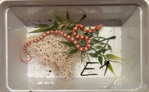 Kornnatter Auratum NZ25