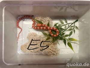 Kornnatter Auratum NZ25