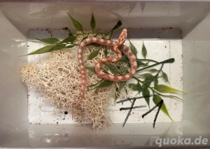 Kornnatter Creamsicle NZ25