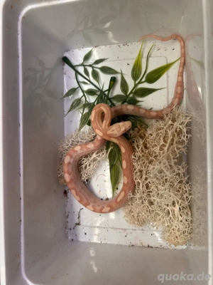 Kornnatter 1.0 (M.), NZ25 Butter Diffused Motley