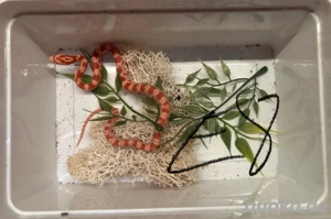 Kornnatter Auratum NZ25