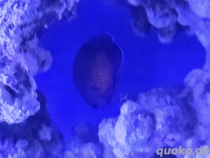 Zwergkaiser Bispinosa Meerwasser