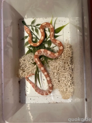 Kornnatter 1.1, NZ25 Butter Motley