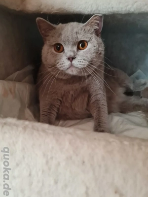Britisch kurzhaar kitten BKH  Bild 4