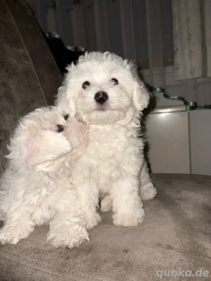 Malteser Welpen
