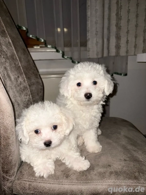 Malteser Welpen