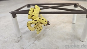 0.0.2 Morelia viridis sorong Grüner Baumpython DNZ 05 2025