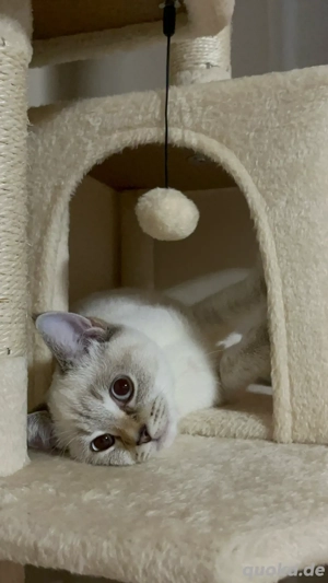 Bkh Blue Point Katze