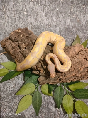 Königspython 6.25 Banane het Pied