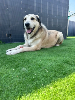 Kangal Mix in liebevolle Hände abzugeben Bild 2