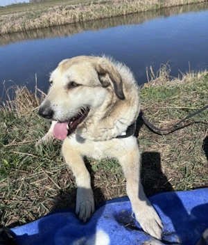 Kangal Mix in liebevolle Hände abzugeben Bild 3