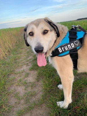 Kangal Mix in liebevolle Hände abzugeben Bild 5