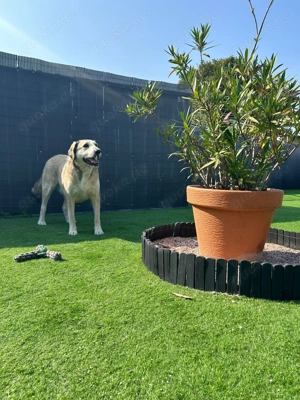Kangal Mix in liebevolle Hände abzugeben Bild 4