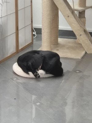 Liebe Mischlingsdame sucht ein Zuhause 