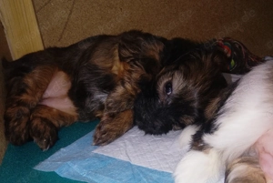 Hundewelpen (Weibchen)zu verkaufen 