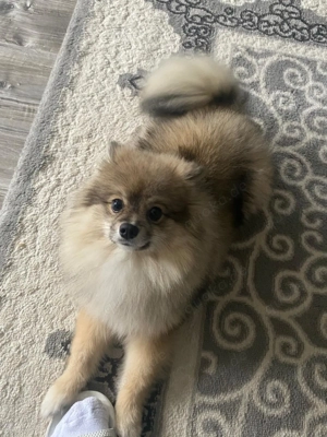 Pomerian Zwergspitz Bild 3