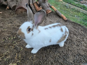 Deutsche Riesen und Zwergkaninchen abzugeben...nur in gute Hände