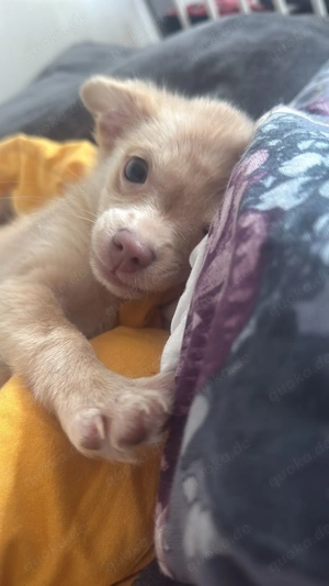 Dobby sucht ein liebevolles Zuhause