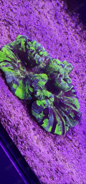 Korallen Verkauf aus Hobbyzucht