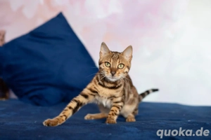 Bengal-Kätzchen abzugeben WhatsApp  (15510055069).
