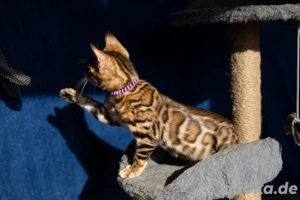 Bengal-Kätzchen abzugeben WhatsApp  (15510055069).