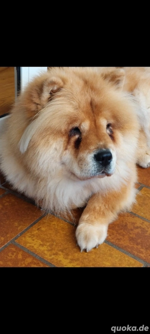 chow chow sucht ein neues Plätzchen  Bild 3