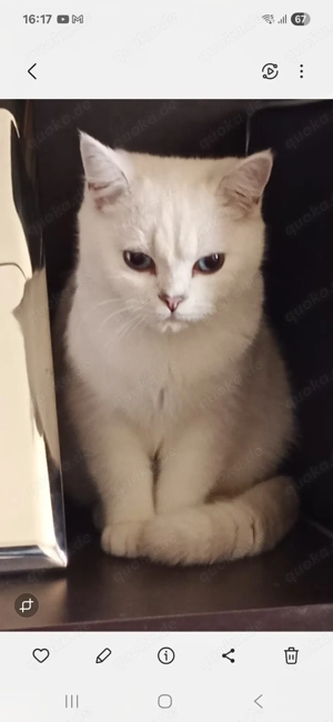 Britisch Kurzhaarkater