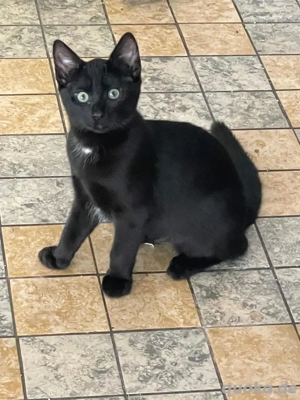 Wunderschöne Bengal Mix Kitten!!