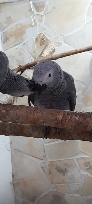 Suche zuchtreifen Graupapagei Hahn. 