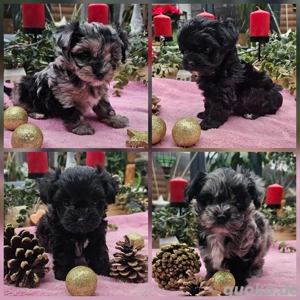 Exclusive Mini Yorkiepoo Welpen Toypudel x Yorkshire Terrier merle wie Maltipoo nur kleiner!