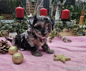 Exclusive Mini Teacup Yorkiepoo Welpen Toypudel Pudel x Yorkshire Terrier merle wie Maltipoo 