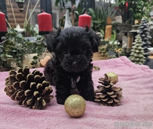 Exclusive Mini Teacup Yorkiepoo Welpen Toypudel Pudel x Yorkshire Terrier merle wie Maltipoo 